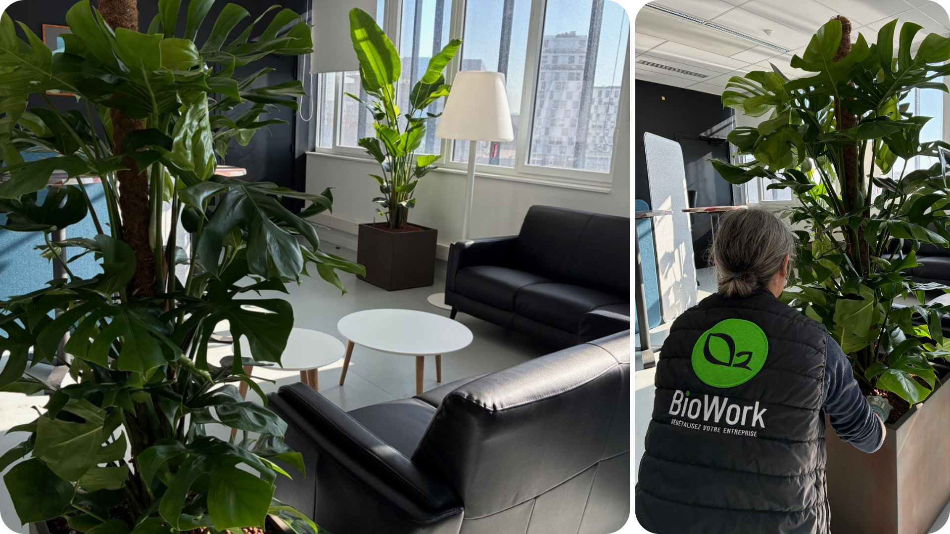 Location de plantes naturelles dans la salle des professeurs de l'ENSM Le Havre par Biowork