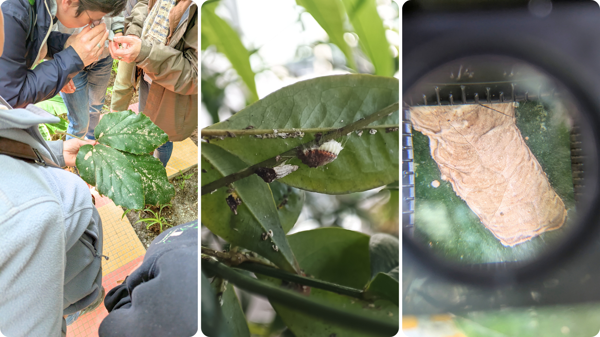 Insectes auxiliaires utilisés en protection biologique intégrée pour éliminer les nuisibles des plantes en entreprise