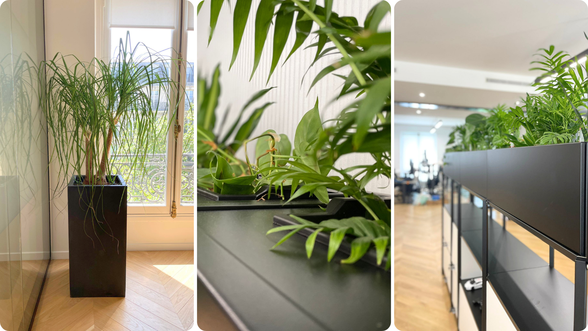 Installation de plantes naturelles en hydroculture à Paris