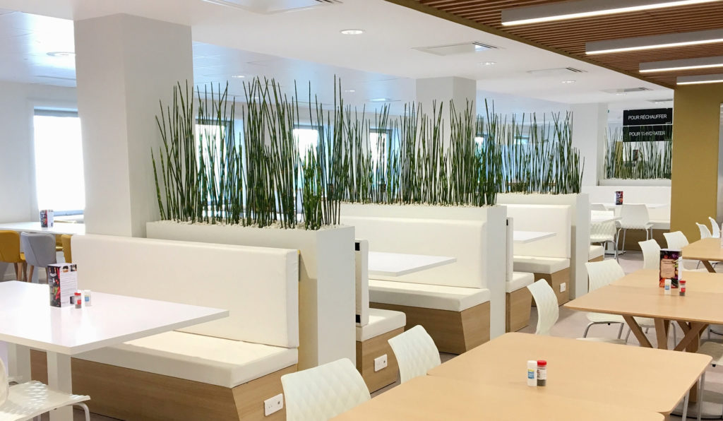 Séparation de tables de restaurant d'entreprise avec des plantes Prêle