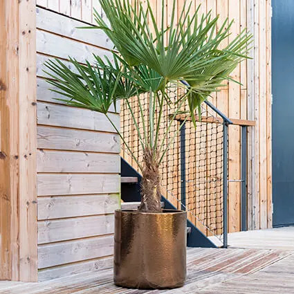 Palmier en pot doré sur une terrasse bois
