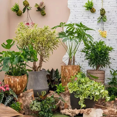 Plantes originales pour décoration d'intérieur