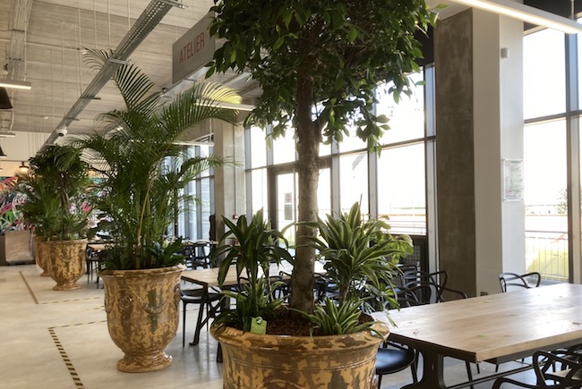 Aménagement de plantes dans un restaurant d'entreprise