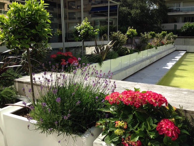 Séparation de terrasse avec des plantes fleuries