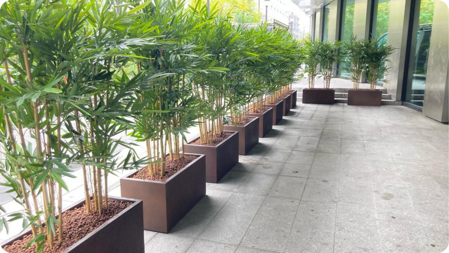 Aménagement végétal pour délimiter une entrée