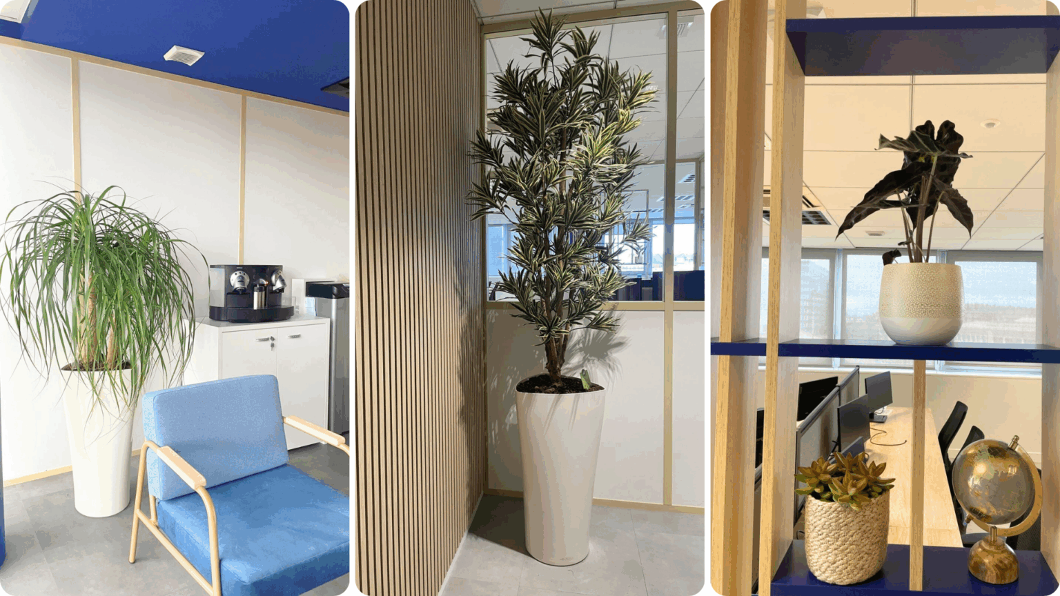 Installation de plantes naturelles au Havre – végétalisation d’espaces professionnels avec contrat d’entretien Biowork