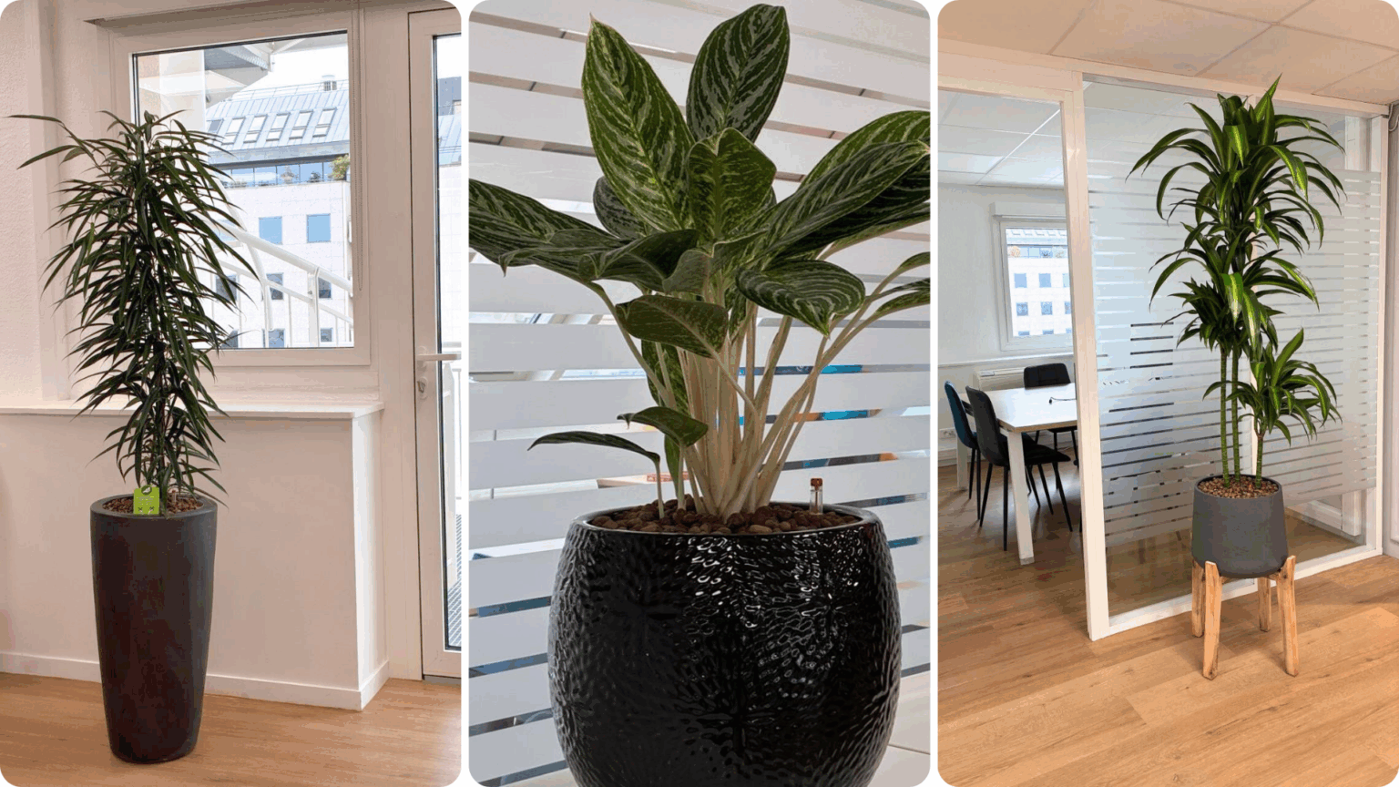 Végétalisation d'une entreprise à Paris avec location de plantes et contrat d'entretien